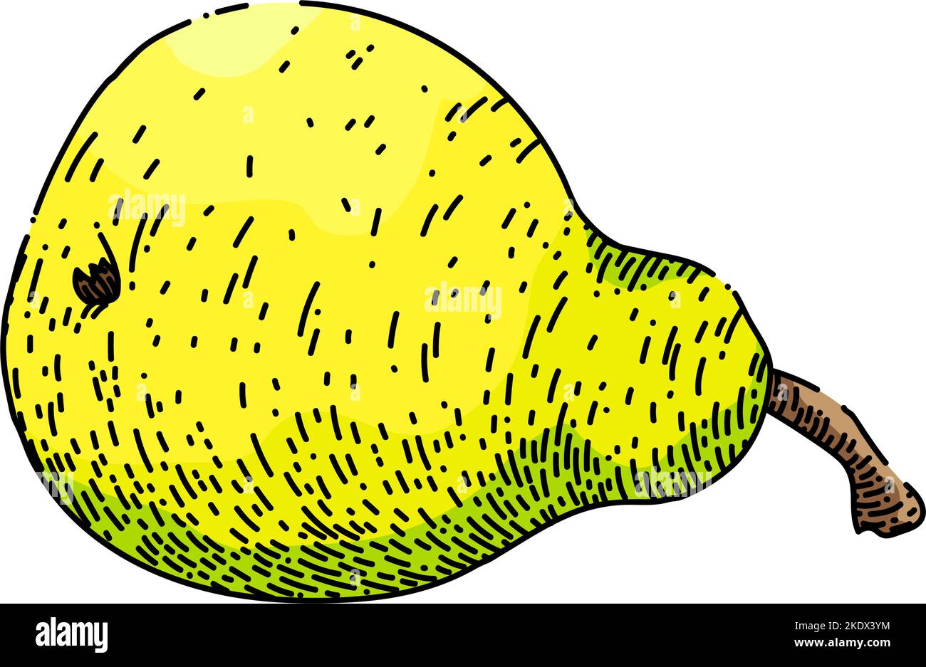 pear food sketch hand drawn vector Stock Vector Image & Art - Alamy
