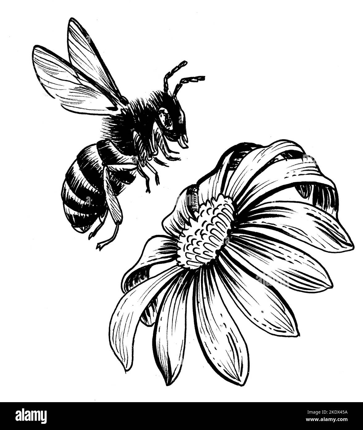 Blossoming flower and flying bee. Ink black and white drawing Stock ...