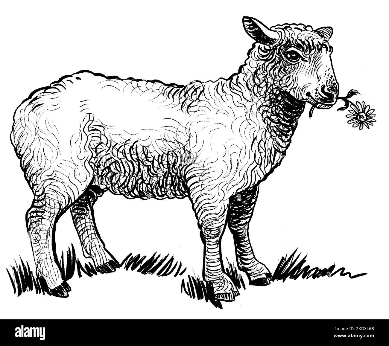 Sheep eating flower. Ink black and white drawing Stock Photo Alamy