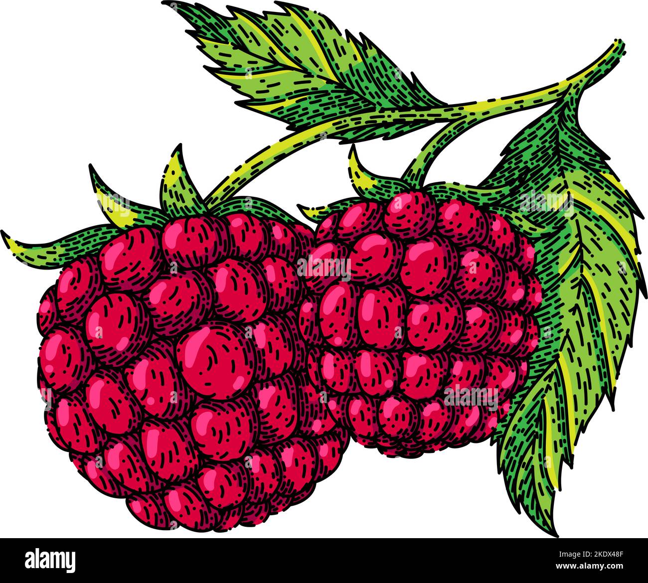 raspberry plant sketch hand drawn vector Stock Vector Image & Art Alamy