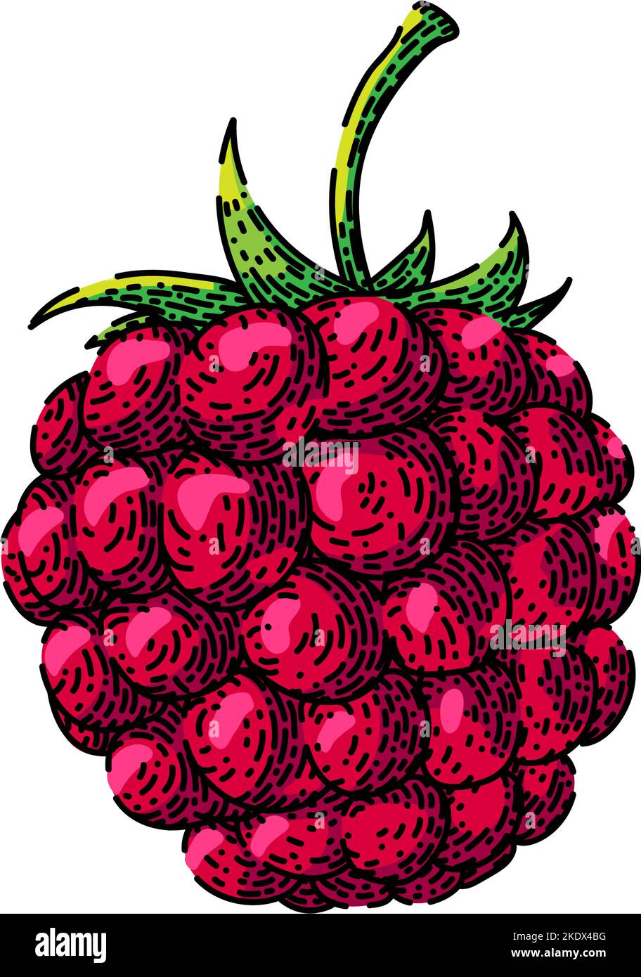 Hand Drawn Raspberry raspberry food sketch hand drawn vector Stock Vector Image & Art - Alamy