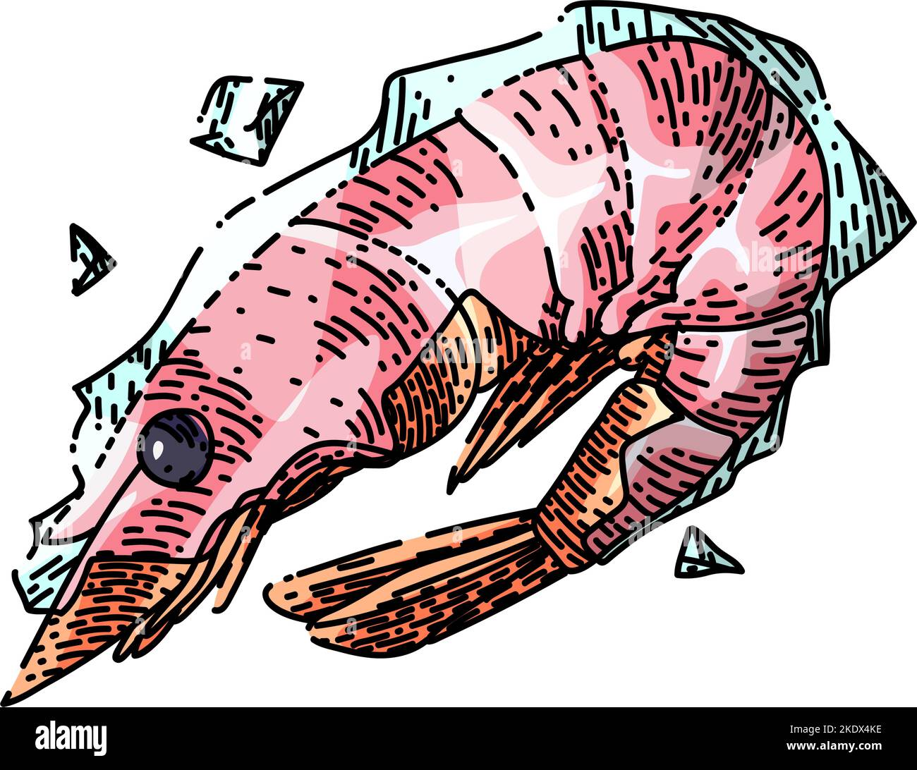 shrimp frozen sketch hand drawn vector Stock Vector Image & Art Alamy