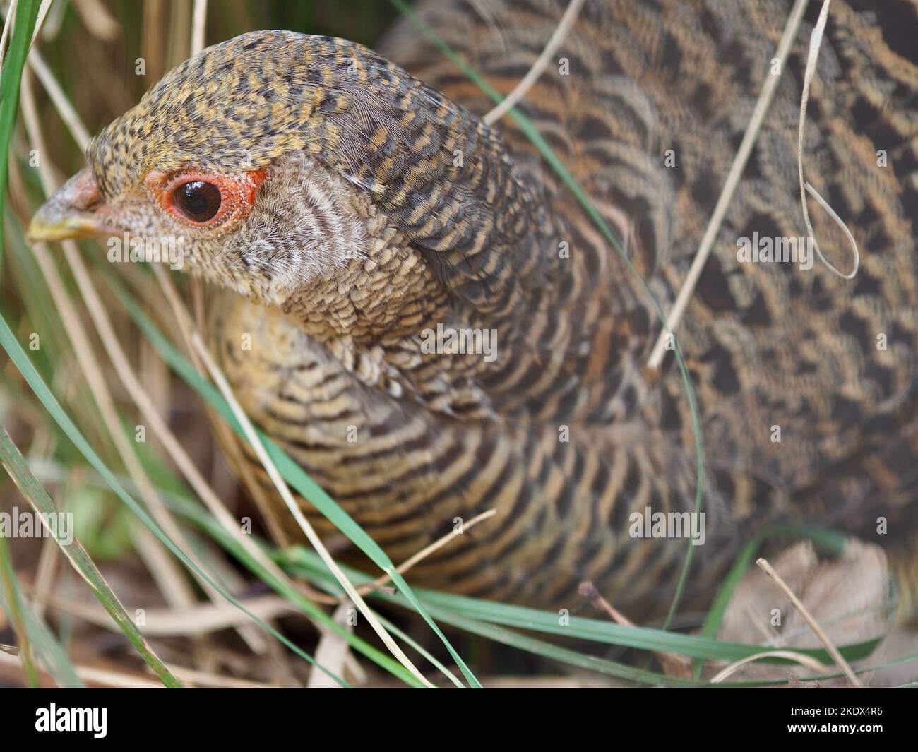 Apprehensive timorous female Golden Pheasant peeping out of the undergrowth. Stock Photo