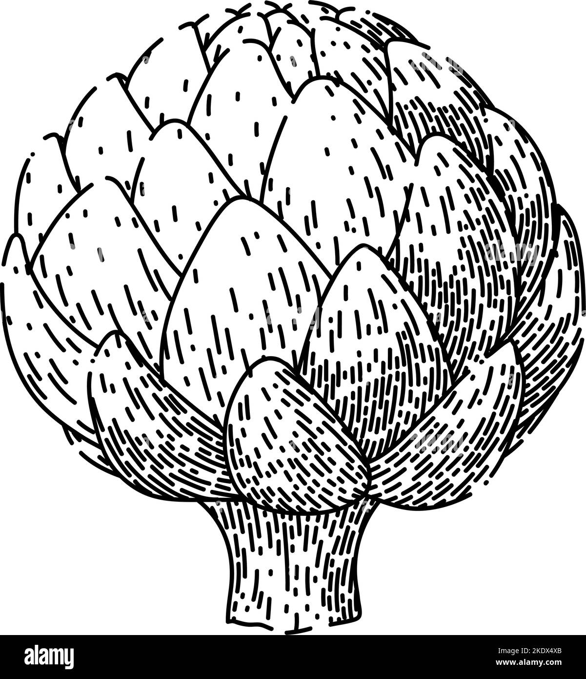 artichoke fresh sketch hand drawn vector Stock Vector Image & Art Alamy