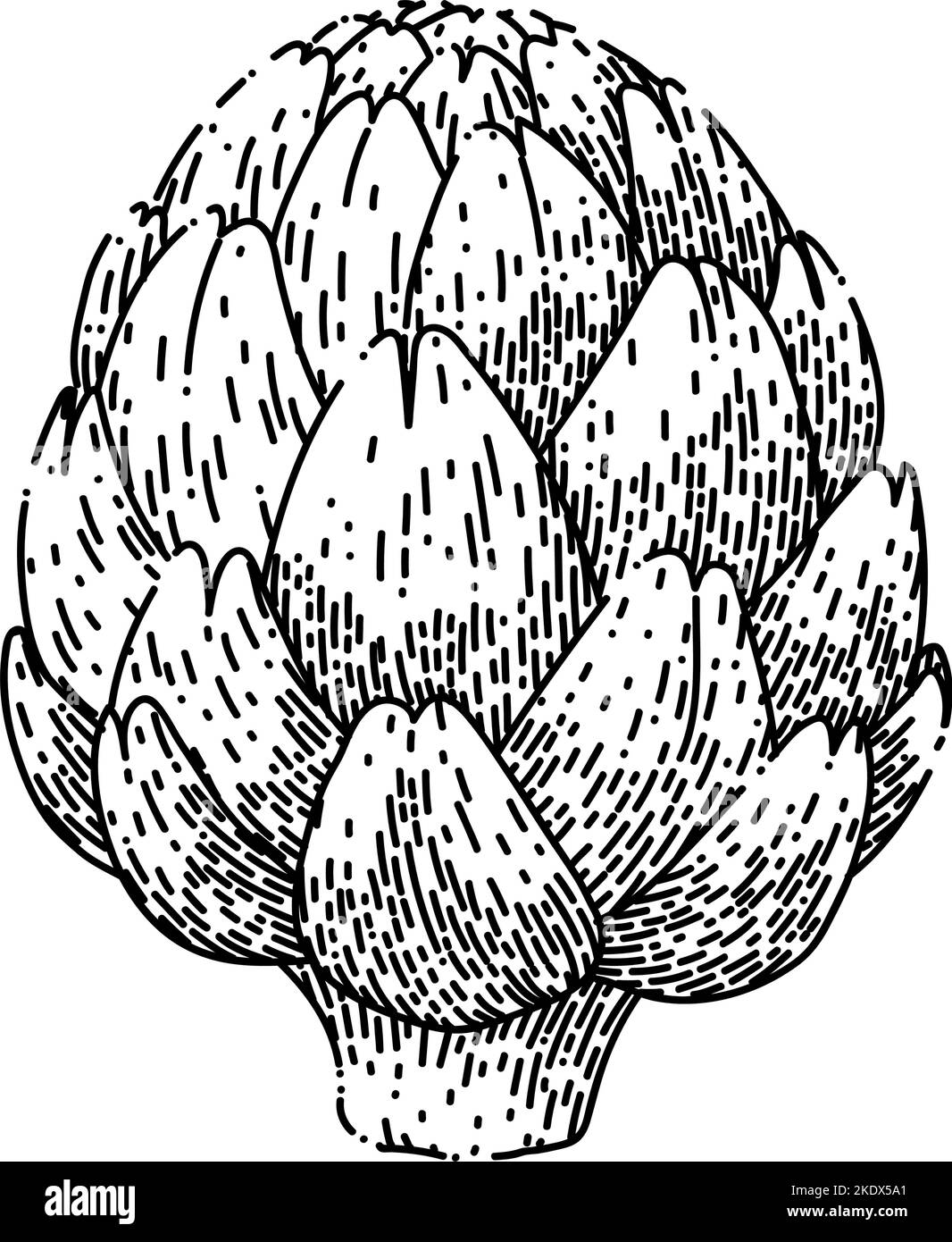 artichoke purple sketch hand drawn vector Stock Vector Image & Art Alamy