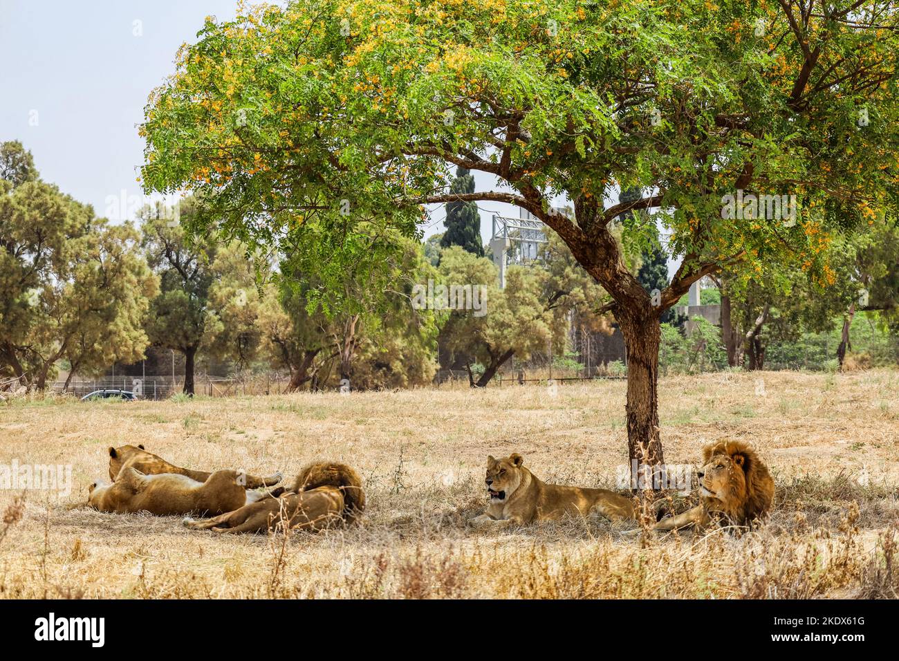 African lions relaxing in tree hi-res stock photography and images - Alamy