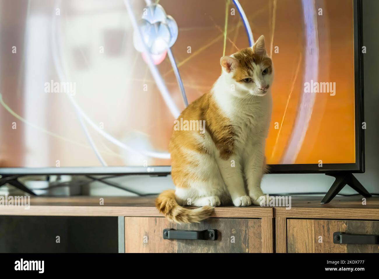 A red and white cat sits in front of the TV set Stock Photo