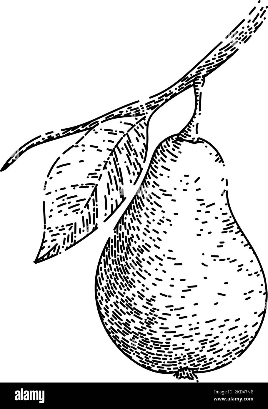 pear leaf sketch hand drawn vector Stock Vector Image & Art - Alamy