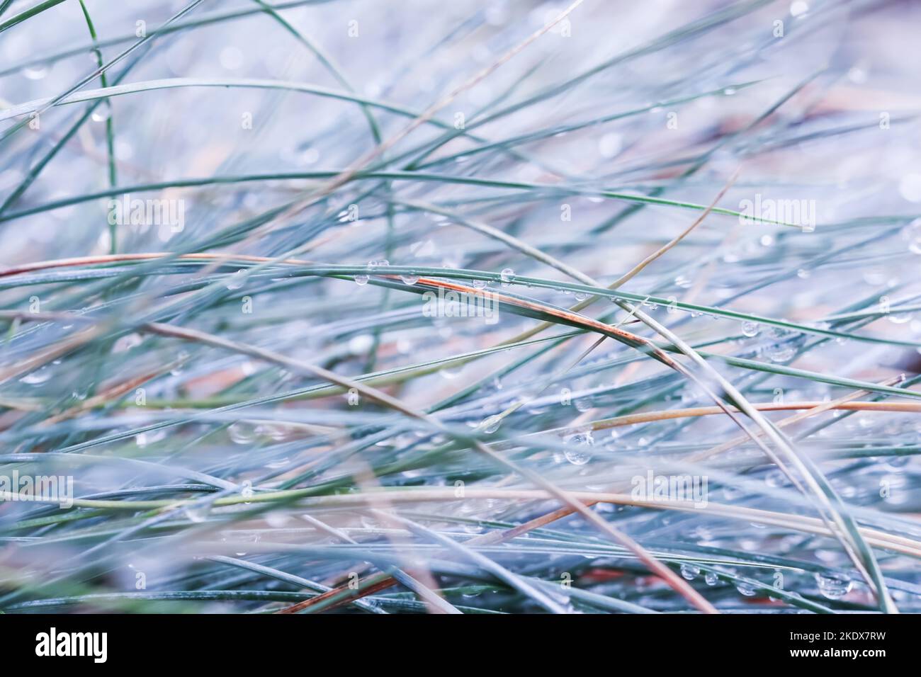 Soft focus ornamental grass Blue Fescue Festuca glauca with water drops. Blurred autumn background Stock Photo