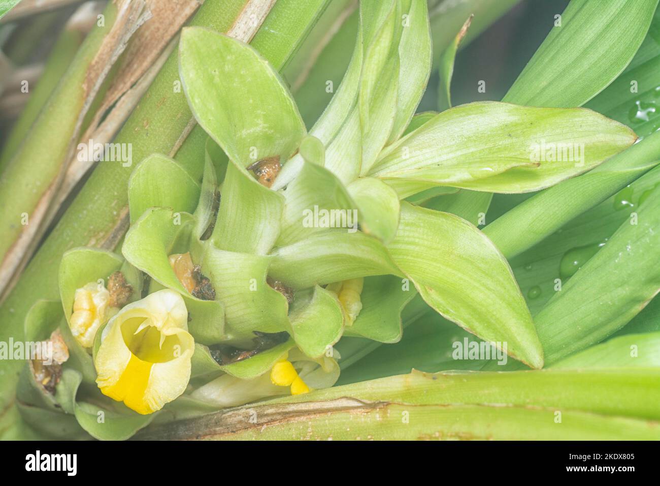 blossom white turmeric flower sprouting from the stem Stock Photo