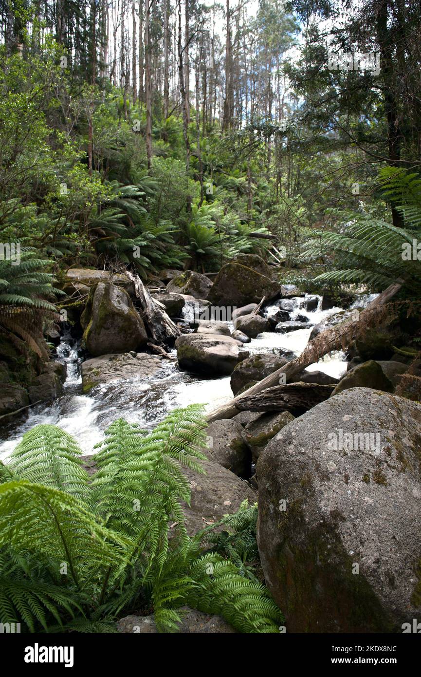 The Taggerty River is short and wild running 18 kms from below Lake