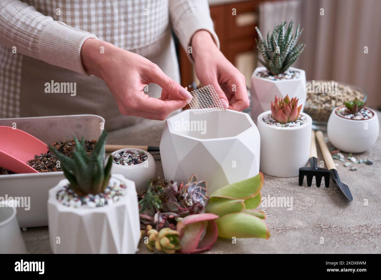 Net Pot Planting Woman putting piece of net in a pot for Echeveria Succulent planting ...