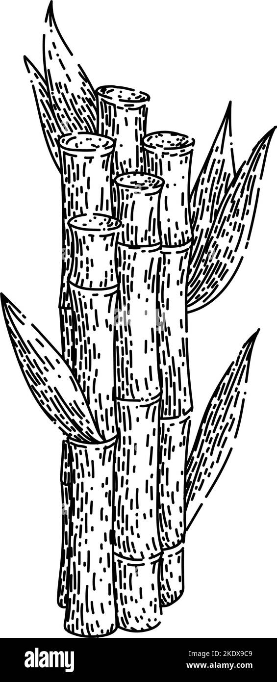 sugar cane sketch hand drawn vector Stock Vector