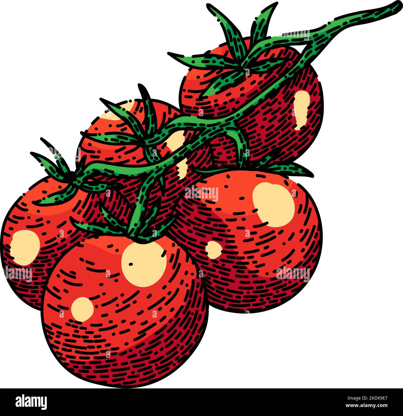 cherry tomatoes sketch hand drawn vector Stock Vector Image & Art Alamy