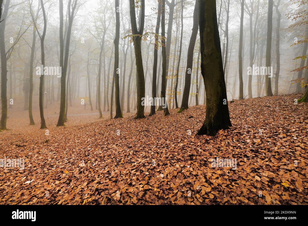 Autumn natural beech forest. Autumn in the forest has its charm Stock Photo  - Alamy