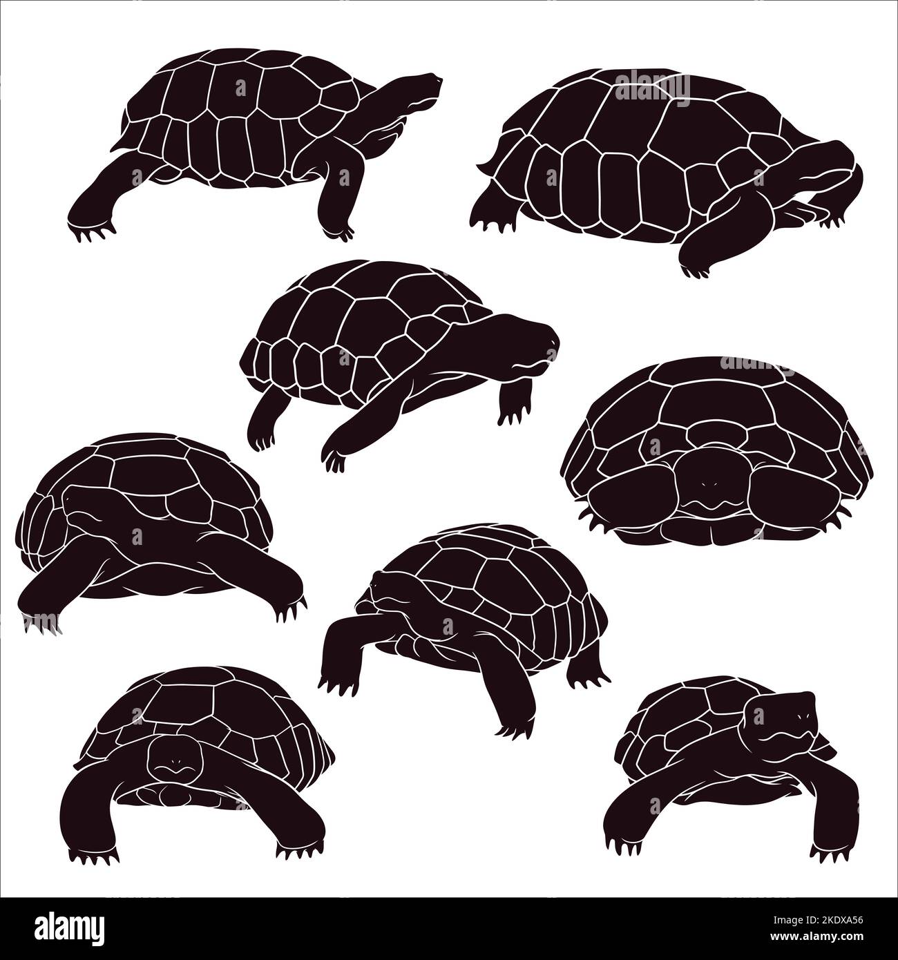Hand drawn silhouette of tortoise Stock Vector Image & Art - Alamy