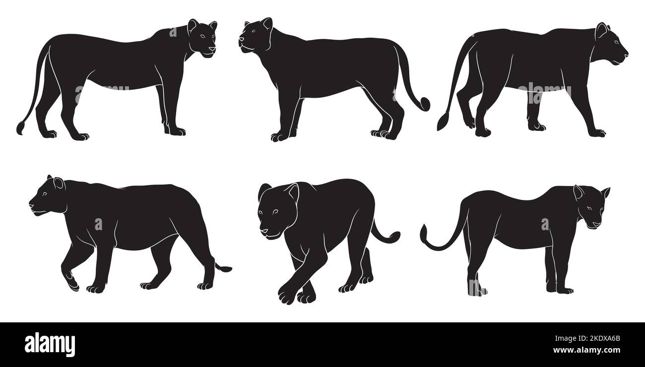 hand drawn silhouette of female lion Stock Vector Image & Art - Alamy