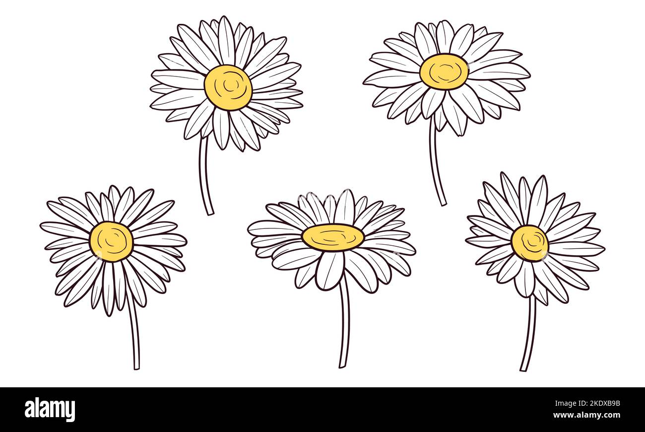 set of hand drawn daisy flowers Stock Vector Image & Art Alamy