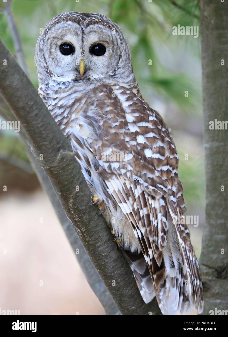 Barred Owl standing on a tree branch with green background, Quebec, Canada Stock Photo