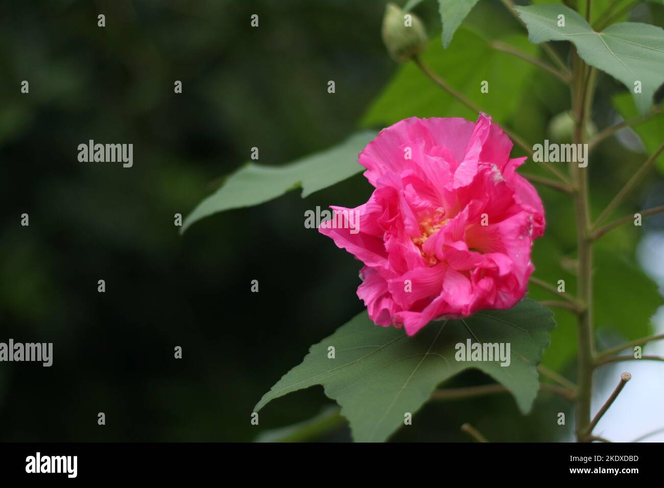 Confederate rose change to magenta in afternoon Stock Photo