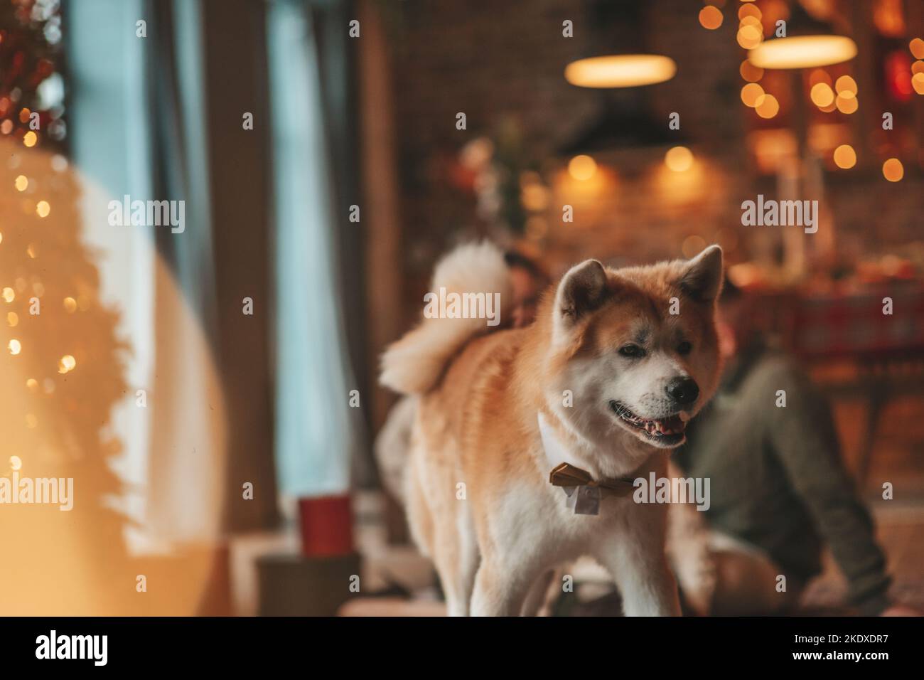 A Dog's Love Is Legendary - A Faithful Dog Named Hachi Images From Hachi:  