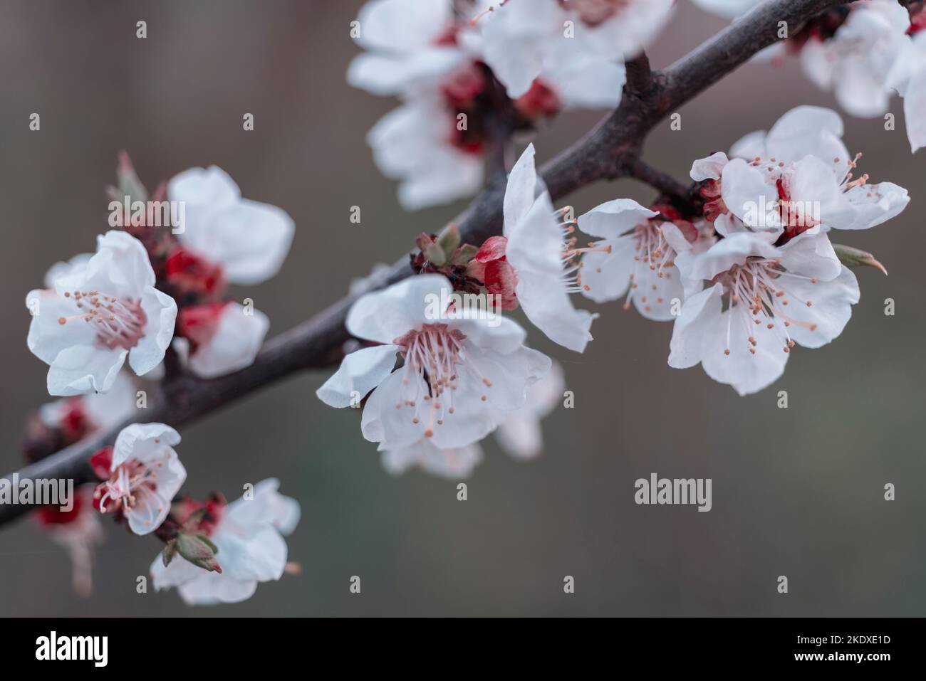 blossom apricot tree branch with focus on flowers Stock Photo