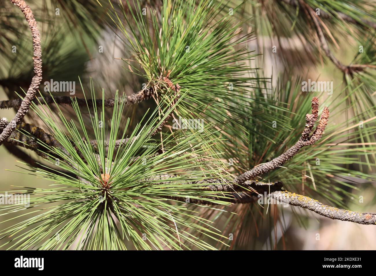 Red-brown resinous ovoid buds with tan trichomatic scale fringes of Pinus Ponderosa, Pinaceae, native tree in the Tehachapi Mountains, Autumn. Stock Photo