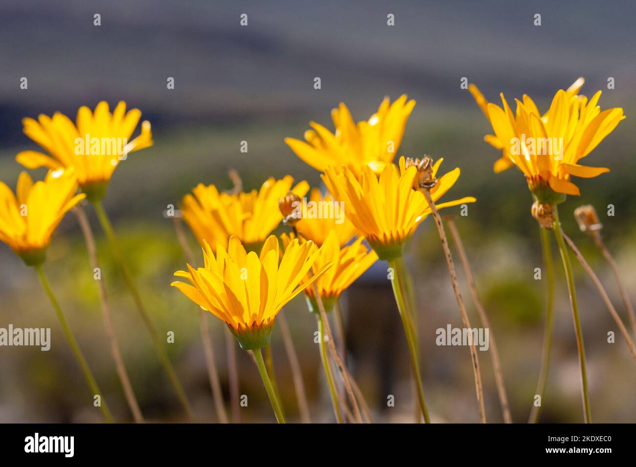Macro of a yellow flowered plant in natural habitat in the Cederberg Stock Photo