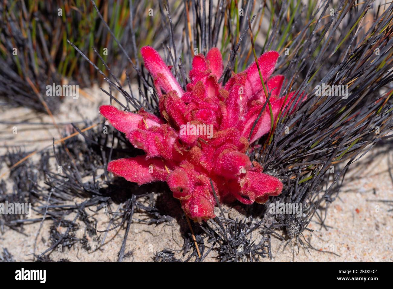 The parasitic plant Hyobanche sanguinea in natural habitat in the Cederberg Mountains Stock Photo