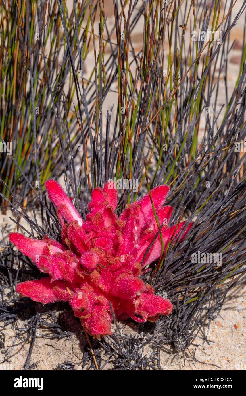 Close up of the flower of the parasitic plant Hyobanche sanguinea taken in the Cederberg Mountain Stock Photo