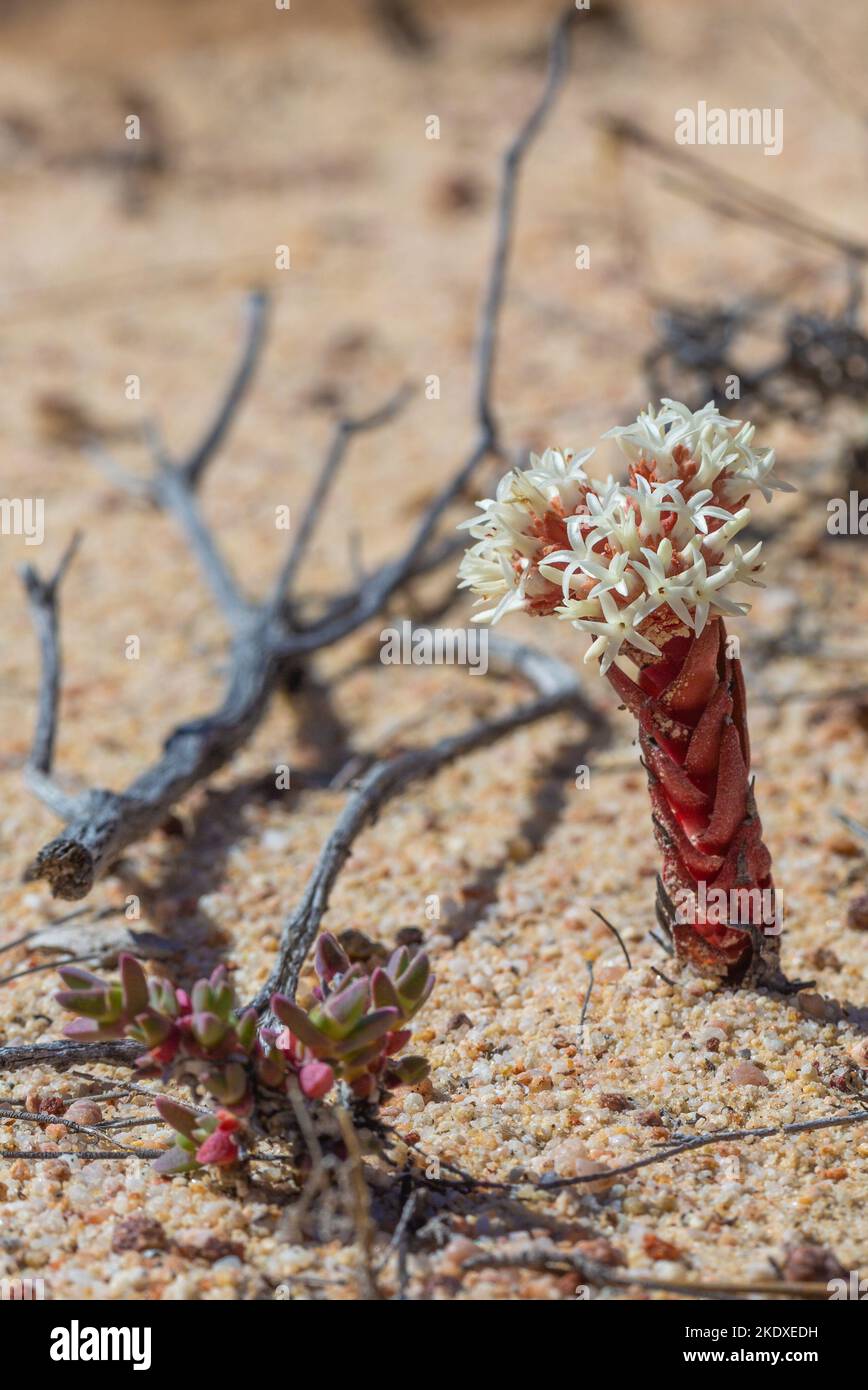 Crassula alpestris, a succulent plant, picture taken in the Cederberg Mountains, Western Cape of South Africa Stock Photo