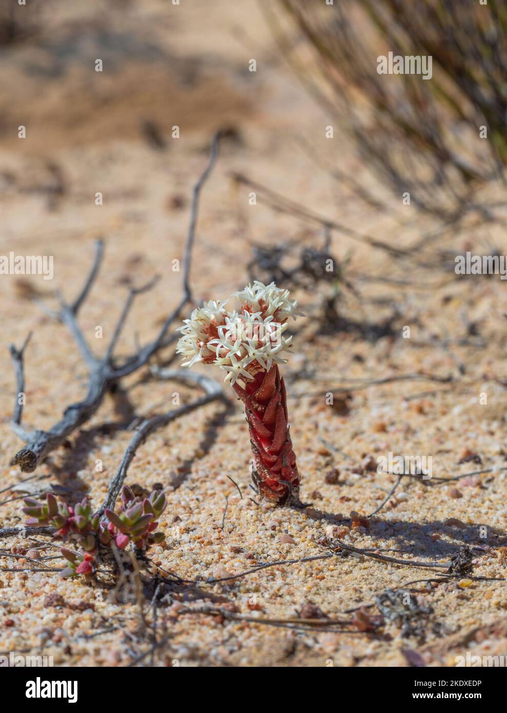 Macro of the succulent plant seen in the Cederberg Mountains Stock Photo