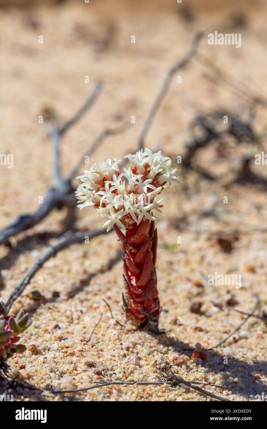 Close-up of a flowering Crassula alpestris in sany habitat in the Cederberg Mountains of South Africa Stock Photo