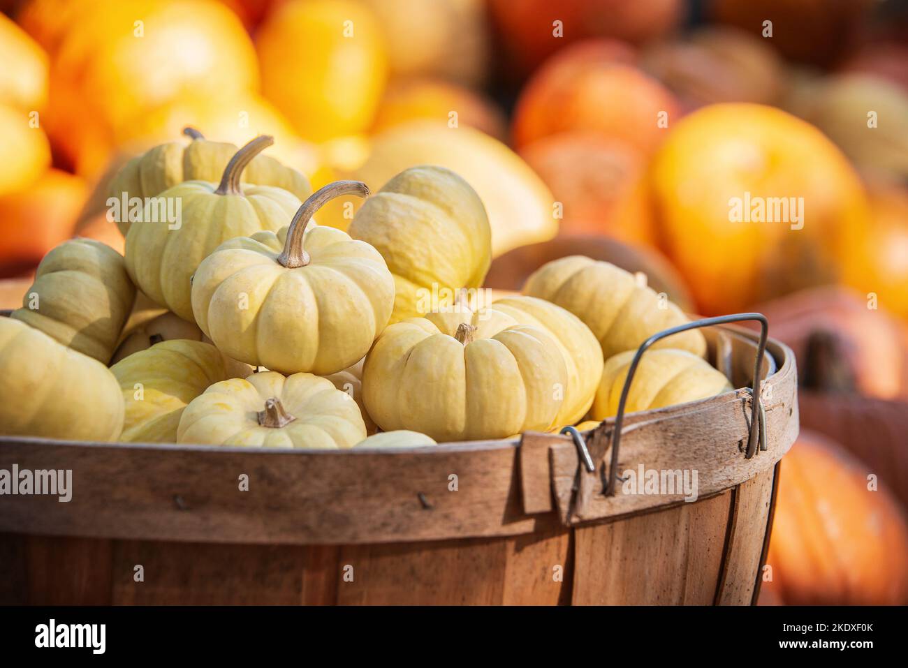White mini pumpkins in a wood basket on a sunny autumn day in the garden. Closeup. Pumpkins in the background. Stock Photo