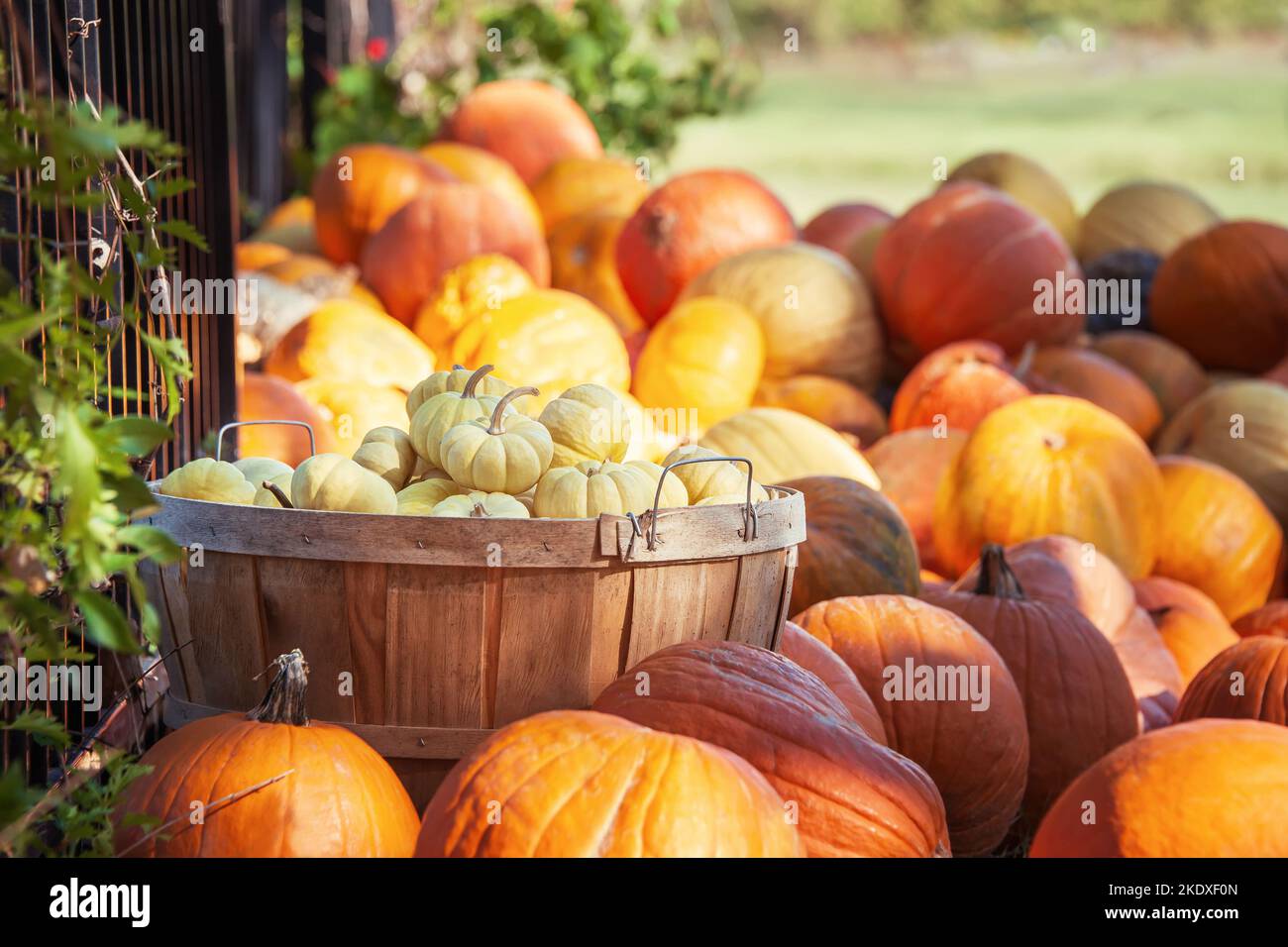 White mini pumpkins in a wood basket on a sunny fall day in the garden. Basket surrounded by pumpkins. Autumn harvesting concept. Stock Photo
