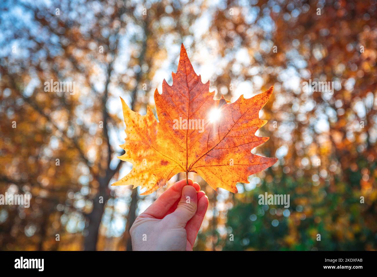 Hand with maple leaf against autumnal color tree. Autumn in a forest Stock Photo