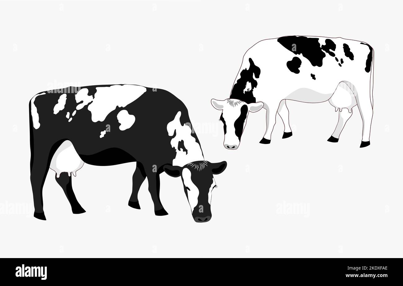 Two cash cows graze in a field, eating grass. Milkmaid in the meadow. Animals that feed on organic meadows. isolated flat  illustration of a dairy far Stock Photo