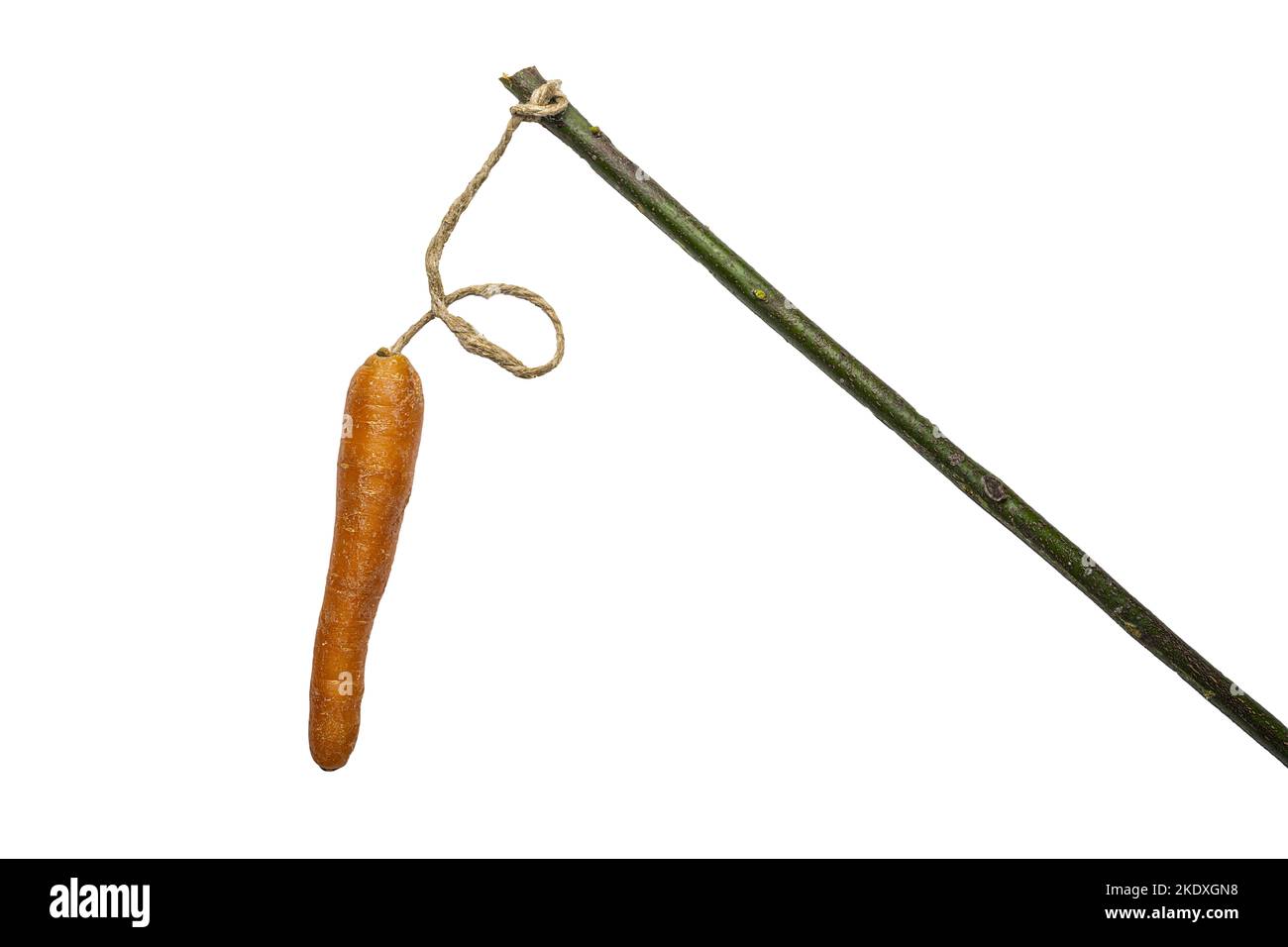 the carrot tied at the stick on a transparent background as the concept of the old educational method Stock Photo