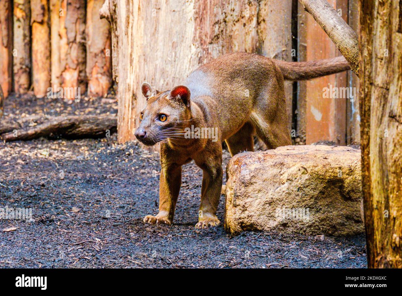 The Fossa of Madagascar close-up portrait in zoo Stock Photo