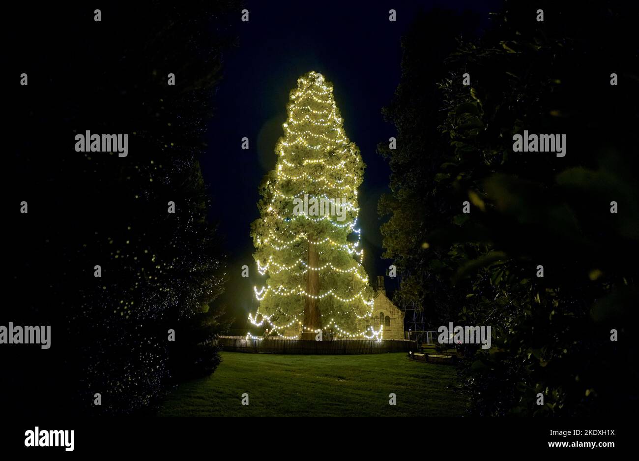 A view of the UK's tallest living Christmas tree, a giant redwood