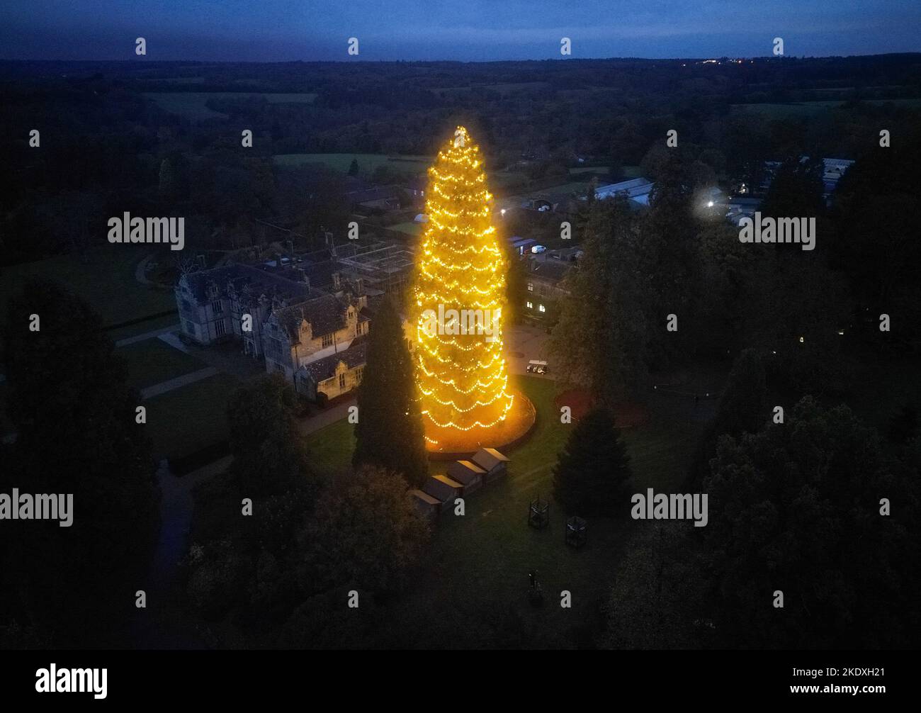A view of the UK's tallest living Christmas tree, a giant redwood