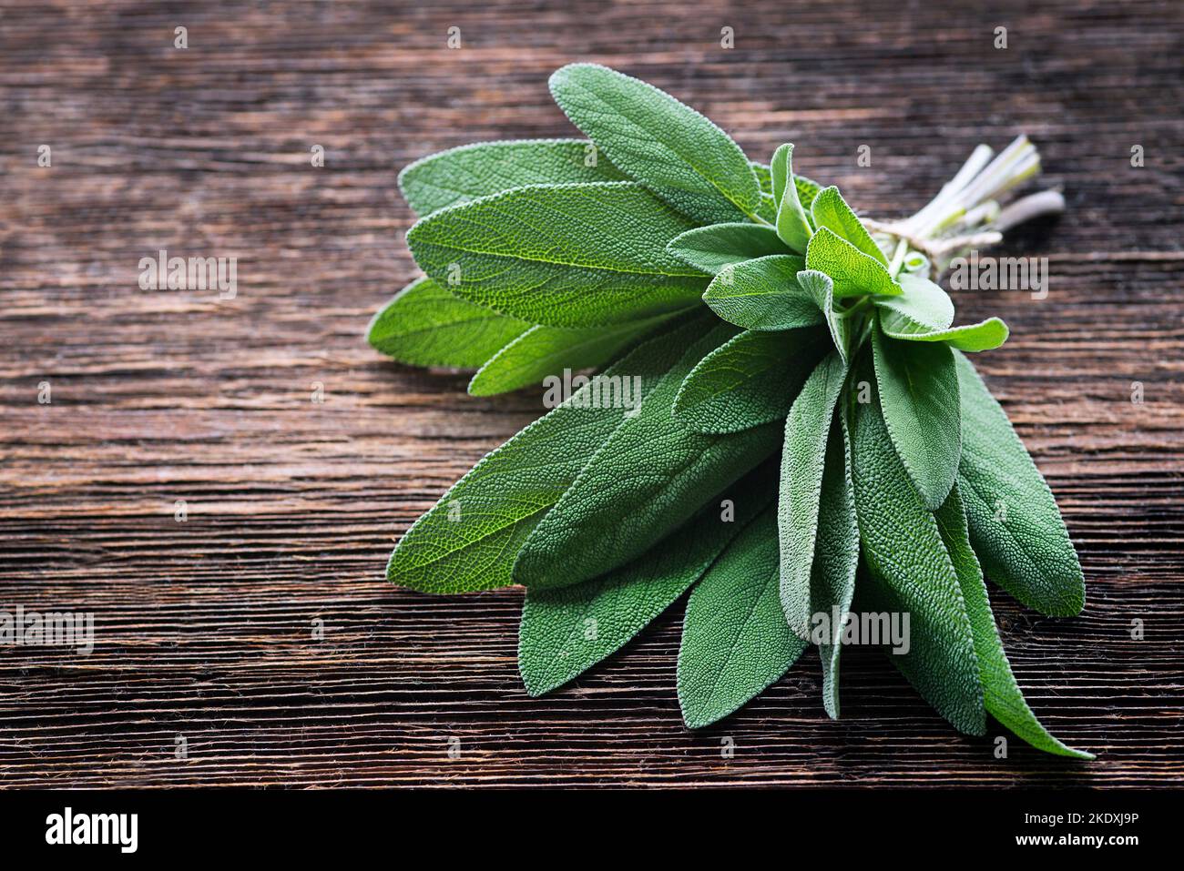 Bunch of fresh organic sage. Salvia officinalis. Sage leaves on old wooden table close-up. Garden sage. Seasonings and spices. Selective focus, copy s Stock Photo