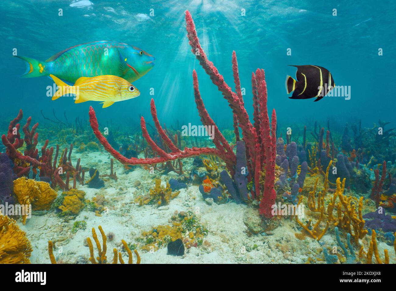 Caribbean sea colorful marine life underwater, tropical fish and sea sponges, Central America, Panama Stock Photo