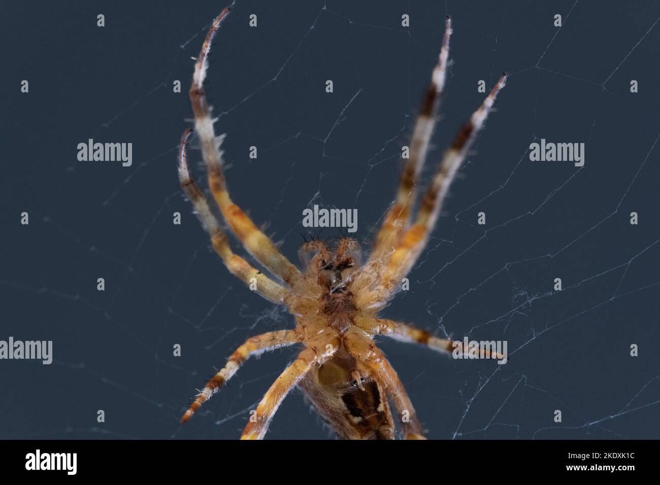 spider macro shot isolated on dark background Stock Photo