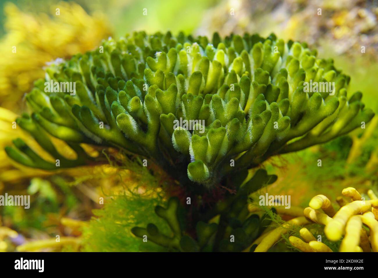 Green alga velvet horn seaweed close-up, Codium tomentosum, underwater in the ocean, Eastern Atlantic, Spain Stock Photo