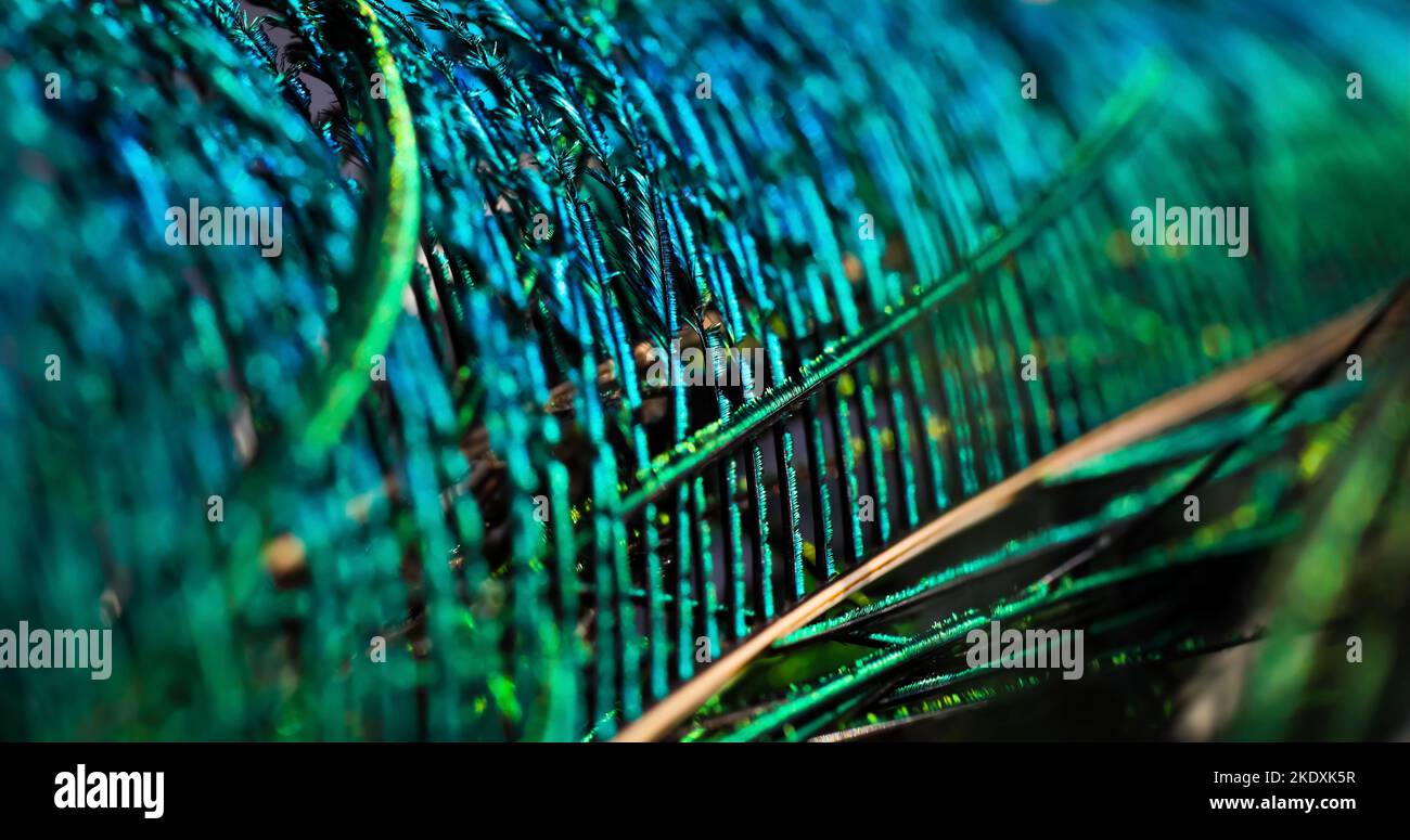 Shiny bright turquoise feather closeup. dark feather. peacock feather
