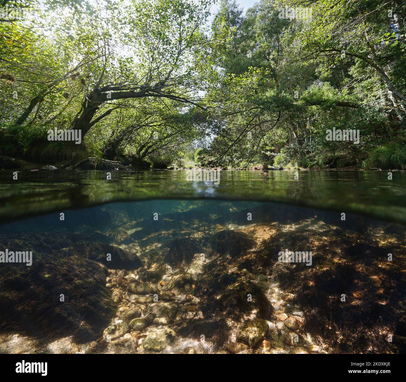 River and trees foliage, split level view over and under water surface, Spain, Galicia, Oitaven river, Pontevedra province Stock Photo