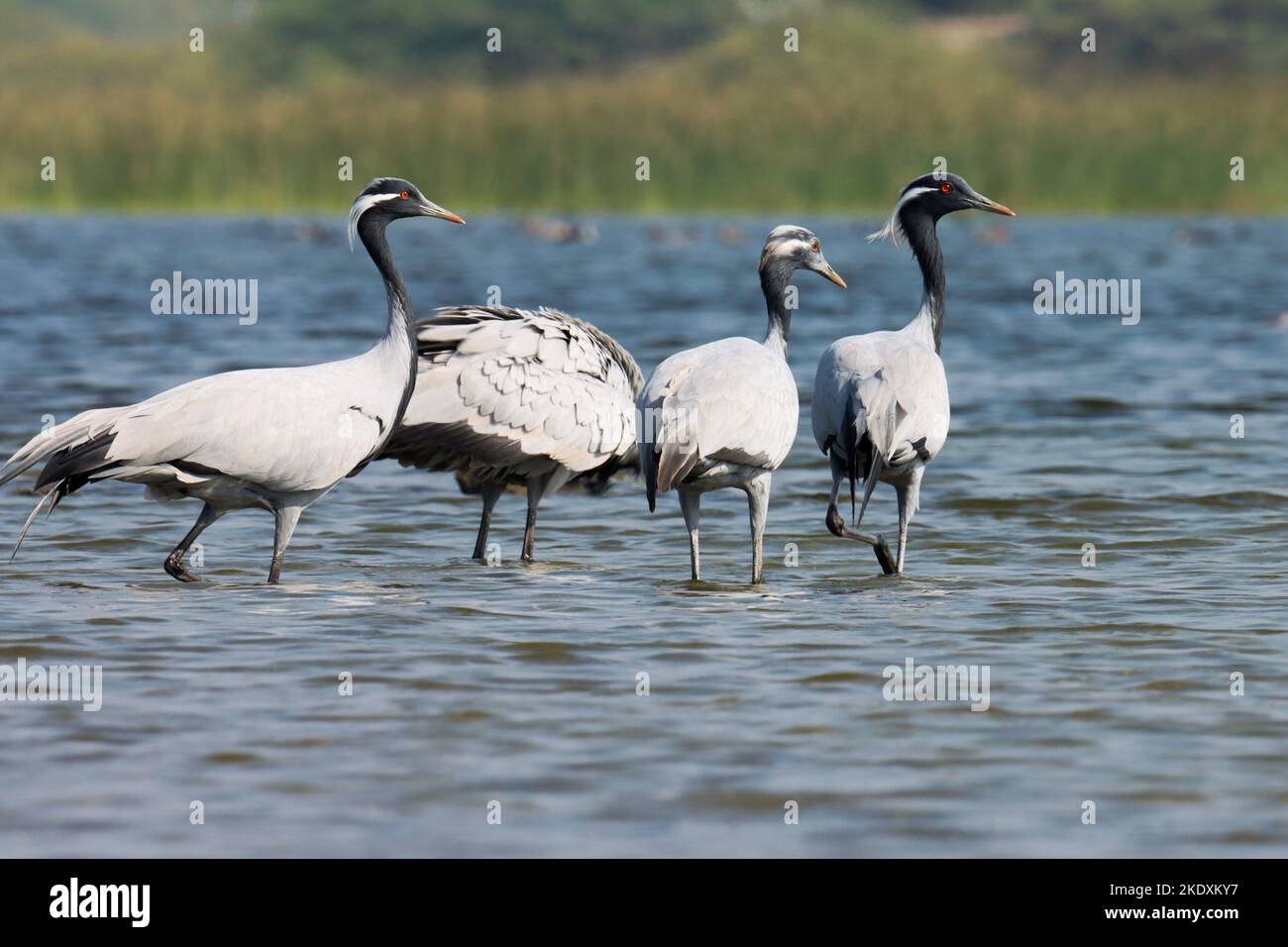 Group of demoiselle cranes wading birds in river water, India. grus virgo. Anthropoides virgo. bird background wallpaper. natural background. Stock Photo