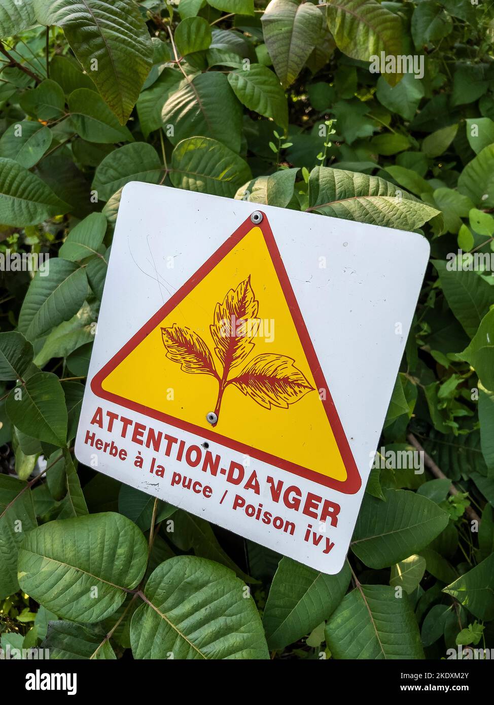 Poison ivy (toxicodendron radicans) warning sign in a forest in Quebec, Canada Stock Photo