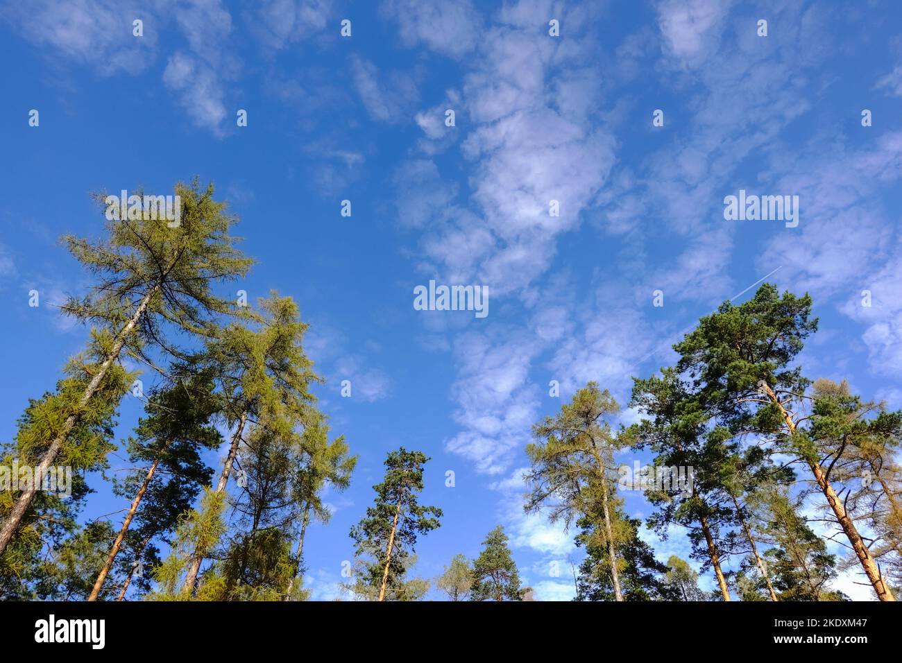 amazing view to the sky and high trees in austria Stock Photo